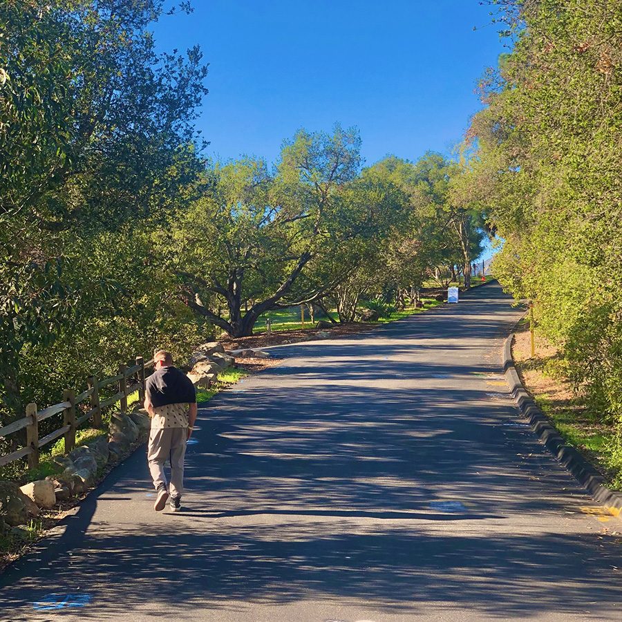 A person walks on a paved path sandwiched between two rows of trees, heading uphill on a sunny day.